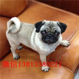 开封哪里有卖巴哥犬开封哪里买得到纯种巴哥犬多少钱图片