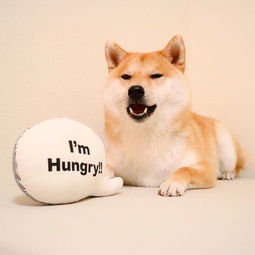 最喜欢的食物是吐司呆萌柴犬daifuku吃货日记