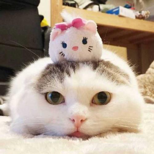 小仓鼠和猫咪的可爱故事超治愈