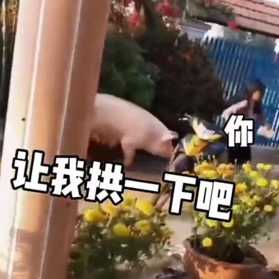 女子回老家被猪追赶,网友好白菜都被猪拱了