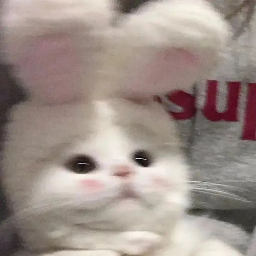 大瓜保真