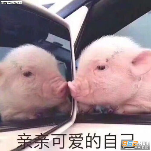 网上虚拟交心不宜图片亲亲可爱的自己猪图片表情包下载乐游网游戏下载