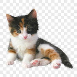小猫卡通图片小猫卡通素材小猫卡通免费png大全下载熊猫办公