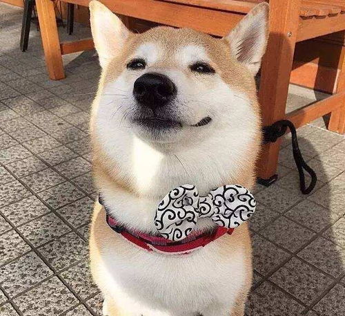柴犬这种狗不简单