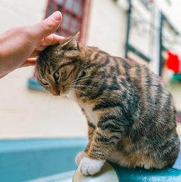 猫咪为何对摸头杀毫无抵抗力