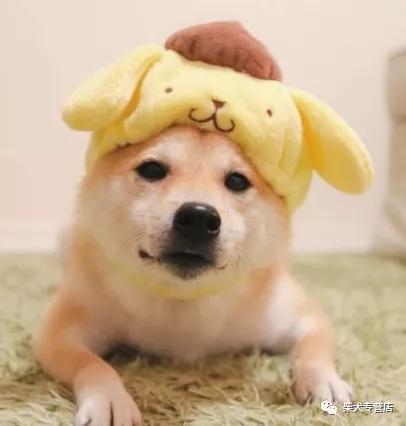 新手养柴犬教你养成表情包模样