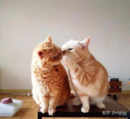 养公猫好还是养母猫好有什么推荐吗