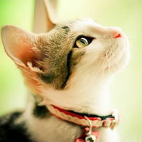 萌萌可爱的猫星人qq头像图片可爱头像