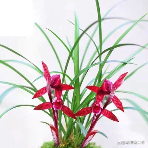 兰花的花语象征与寓意从高贵到纯洁的多重象征