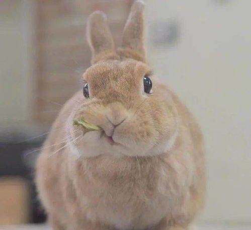禁止卖萌