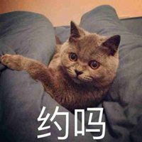 傲娇可爱的猫咪头像十分傲娇高冷猫咪微信头像