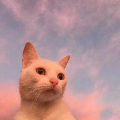 微信猫咪头像可爱高清头像,可爱萌萌的小萌猫图片