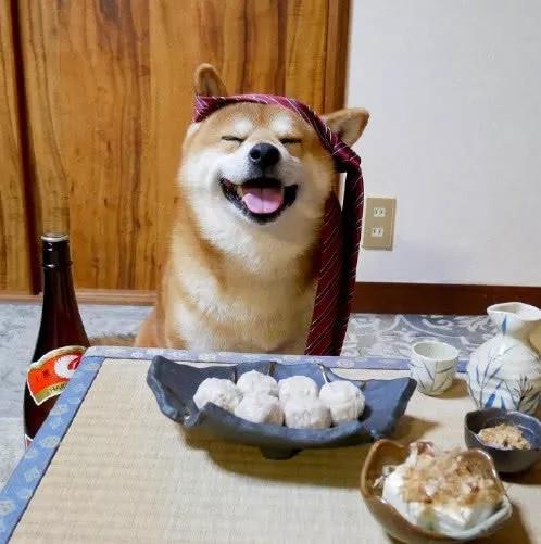柴犬跟主人对酌,最后杯盘狼藉,看清楚这就是醉成狗