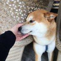 北登柴犬表情包微信头像图片大全