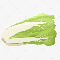 食物类蔬菜大白菜手绘素材图片免费下载高清psd千库网图片编号11771341