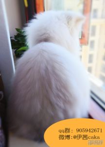 主子是猫王子殿下漫画泰格漫客栈