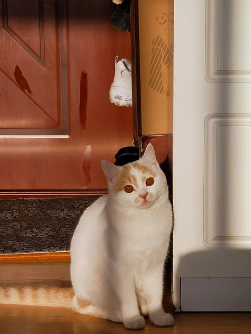 半夜被猫吵醒一肚子火,知道真相后我真该死啊