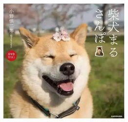 狗年大吉一起来看看日本的那些超人气柴犬吧