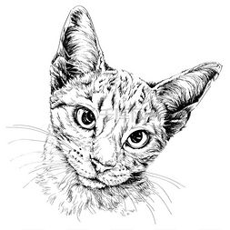 卡通猫的眼睛图片卡通猫的眼睛图片素材免费下载千库网