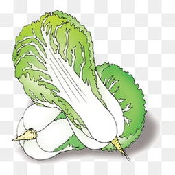 免费下载卡通大白菜图片大全千库网png