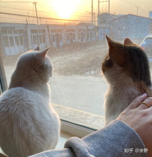 请问我家猫猫是中华田园猫中的白猫吗