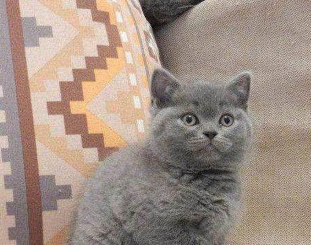 蓝猫意外怀孕生了4只小奶猫,个个虎头虎脑,女子美翻了
