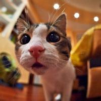 肥嘟嘟的猫咪头像图片喜欢小猫的朋友必备的