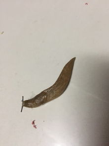 请问专家这是什么动物呀两寸多长,长得好奇怪