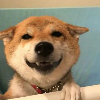 可可爱爱的柴犬头像