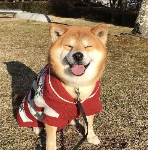 治愈日本柴犬berry火遍外网因其笑容治愈温暖