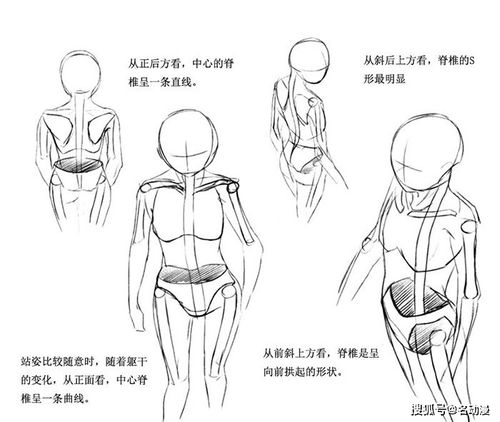 动漫人体躯干怎样画
