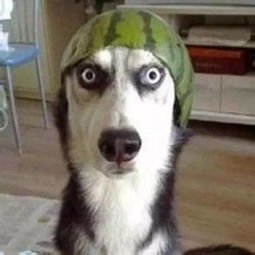 世界上有一种差别叫做,你家养了只柴犬,而我家养的是哈士奇