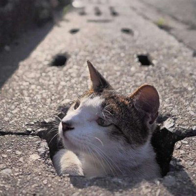 猫头像可爱图片呆萌小奶猫头像大全