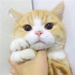 好看的微信头像猫咪萌图片2018超萌猫咪图片大全微信头像