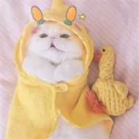 一左一右小猫情头可人头像