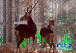 taiwansendsnativeanimalstomainland