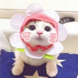 猫咪情侣头像一对搞怪霸气付出了很多还是一无所有
