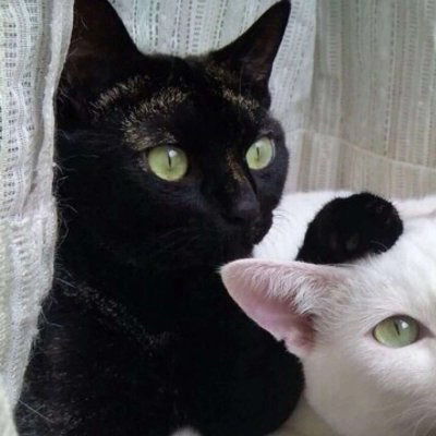 猫咪情头一对两张可爱打架2020猫咪情侣头像一左一右高清