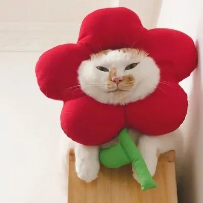 情侣头像可爱的小猫咪