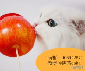 主子是猫王子殿下漫画说谎漫客栈