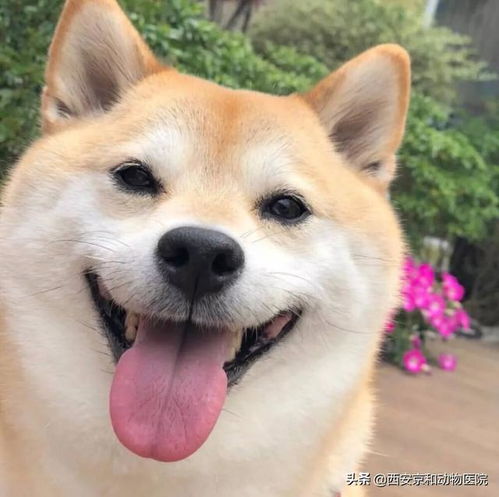 史上最萌柴犬来了