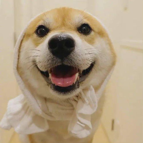 柴犬的微笑