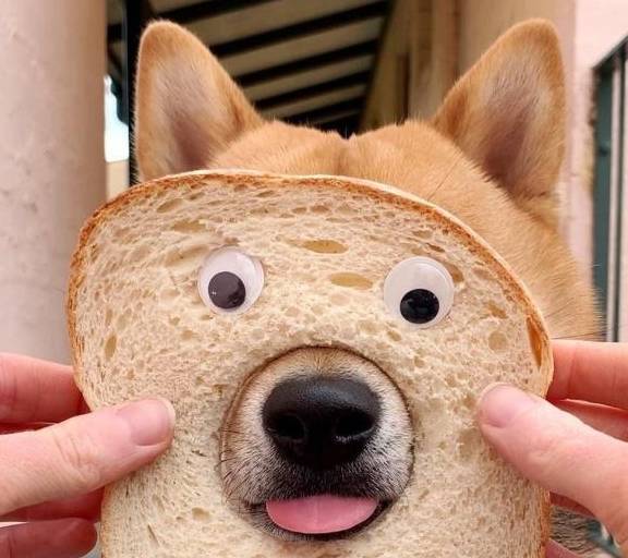 柴犬患钻洞强迫症,看到圆圈就秒冲,网友赞傻乎乎样子好可爱