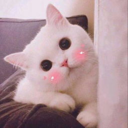 最萌猫咪微信图像31