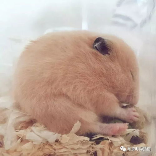 可圆可方可条状,还会融化成一滩,这只霓虹的小仓鼠,简直可爱到治愈啊啊啊
