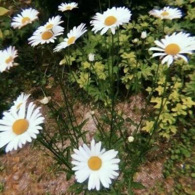 菊花微信头像图片大全女生版唯美菊花头像高清图片