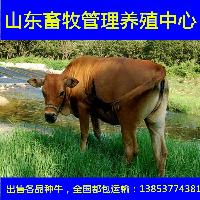 鲁西黄牛一年长多重