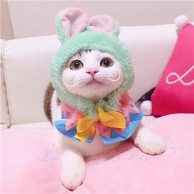 小猫情侣头像超萌一对