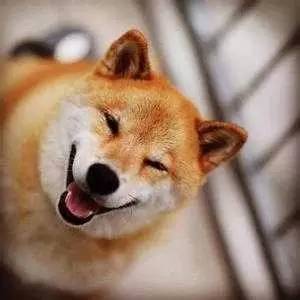 致我们最爱的表情包你永远活在我们的微信里