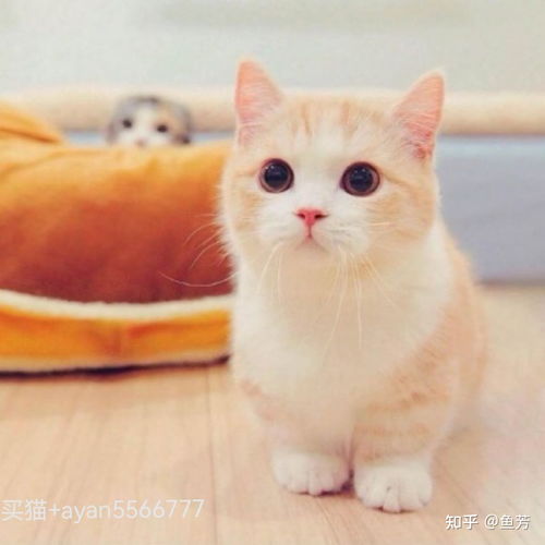 猫咪为啥喜欢喝洗脚水